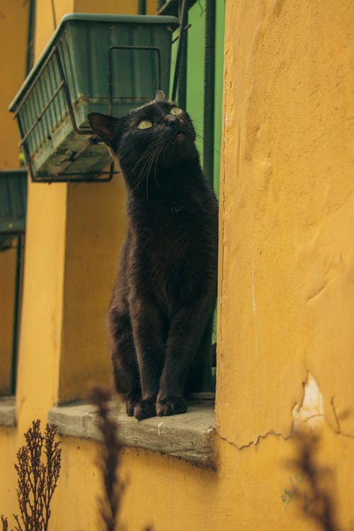 A black cat is looking out of a window