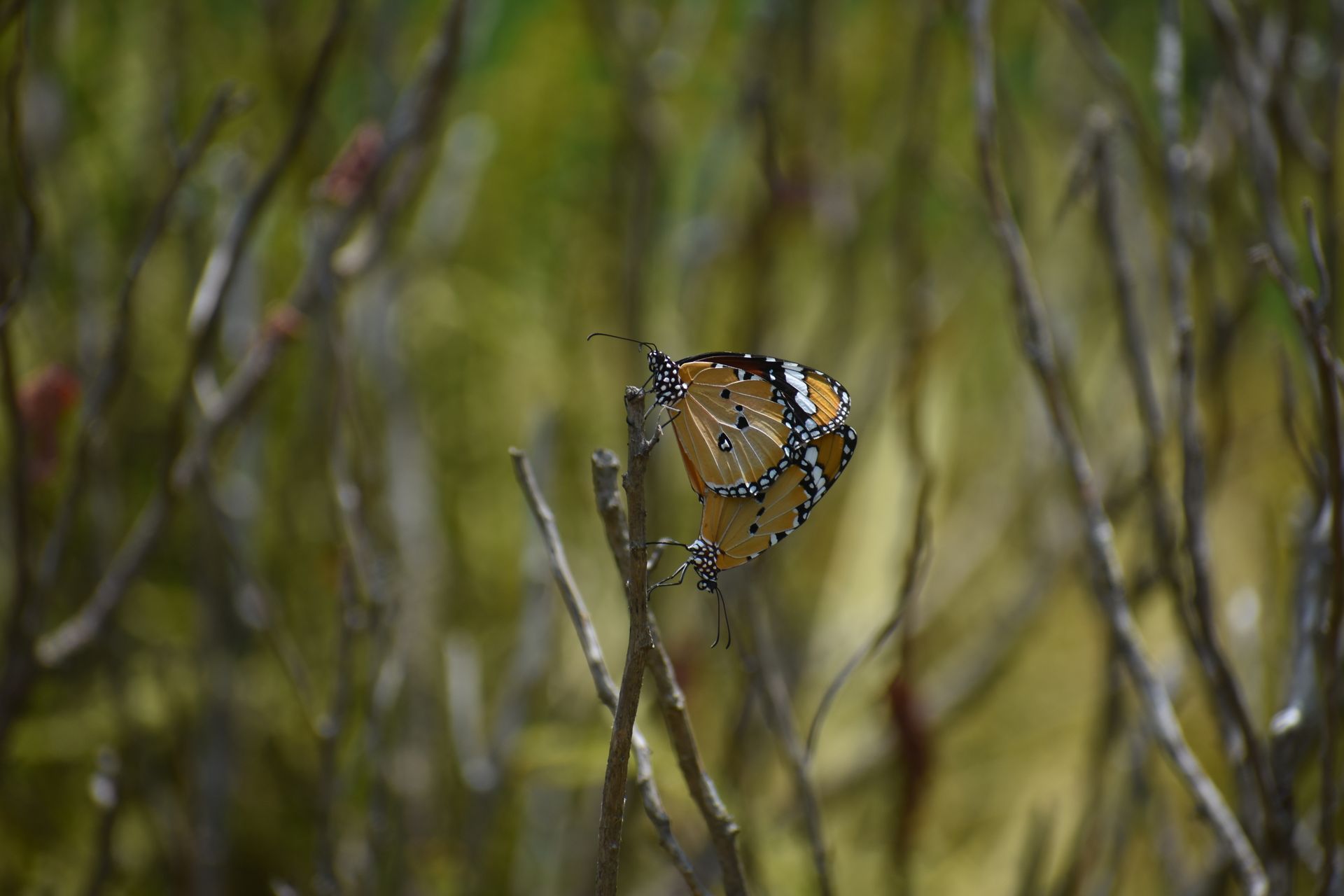 Two Butterflies Mating in Summer