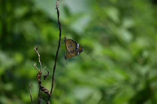 A close-up shot of two butterflies mating on a branch in a lush green natural setting.