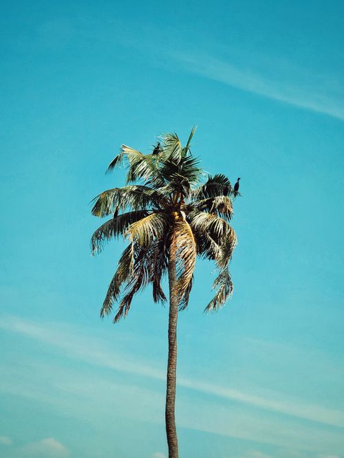 Free Standing in the Sun Stock Photo
