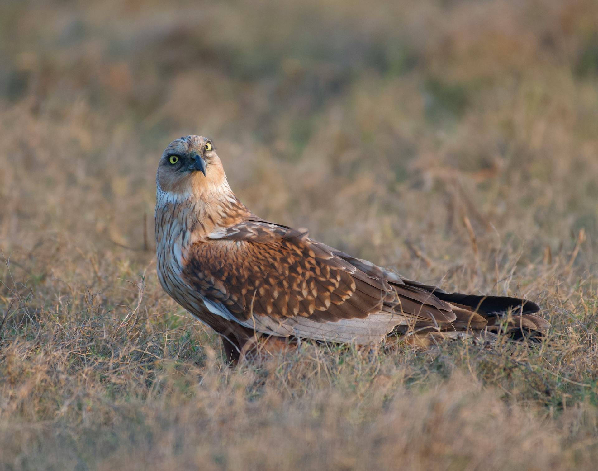 Spotted Harrier on Ground