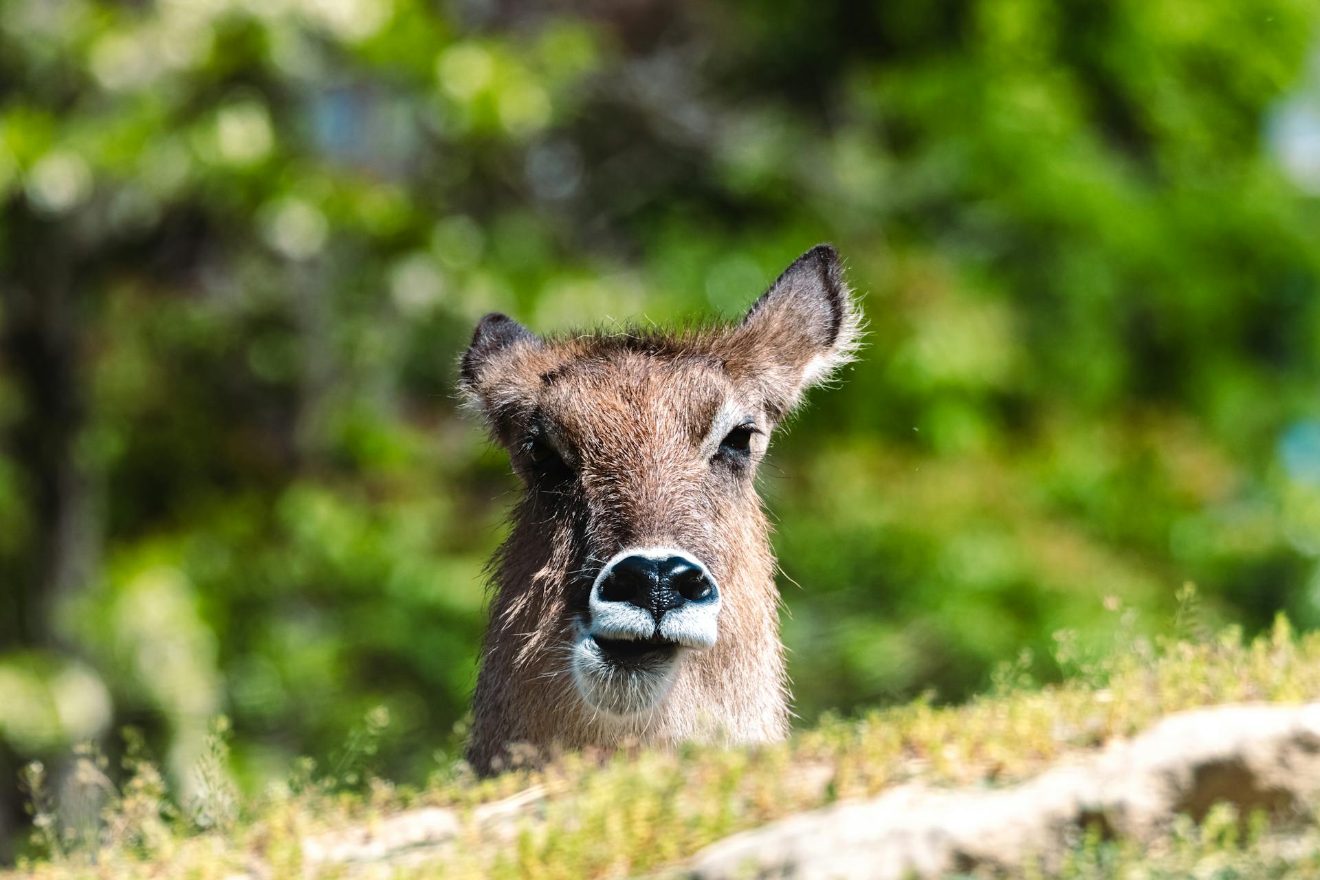 Head of Deer