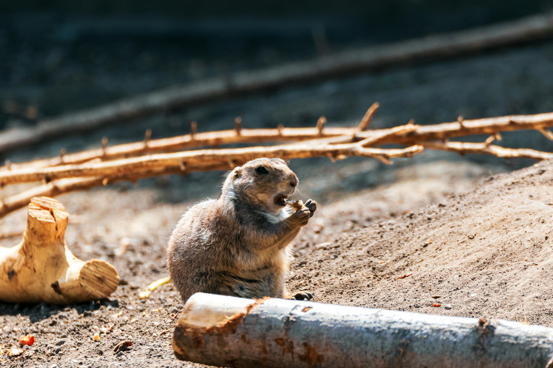 Mexicaanse prairiehond tijdens het eten