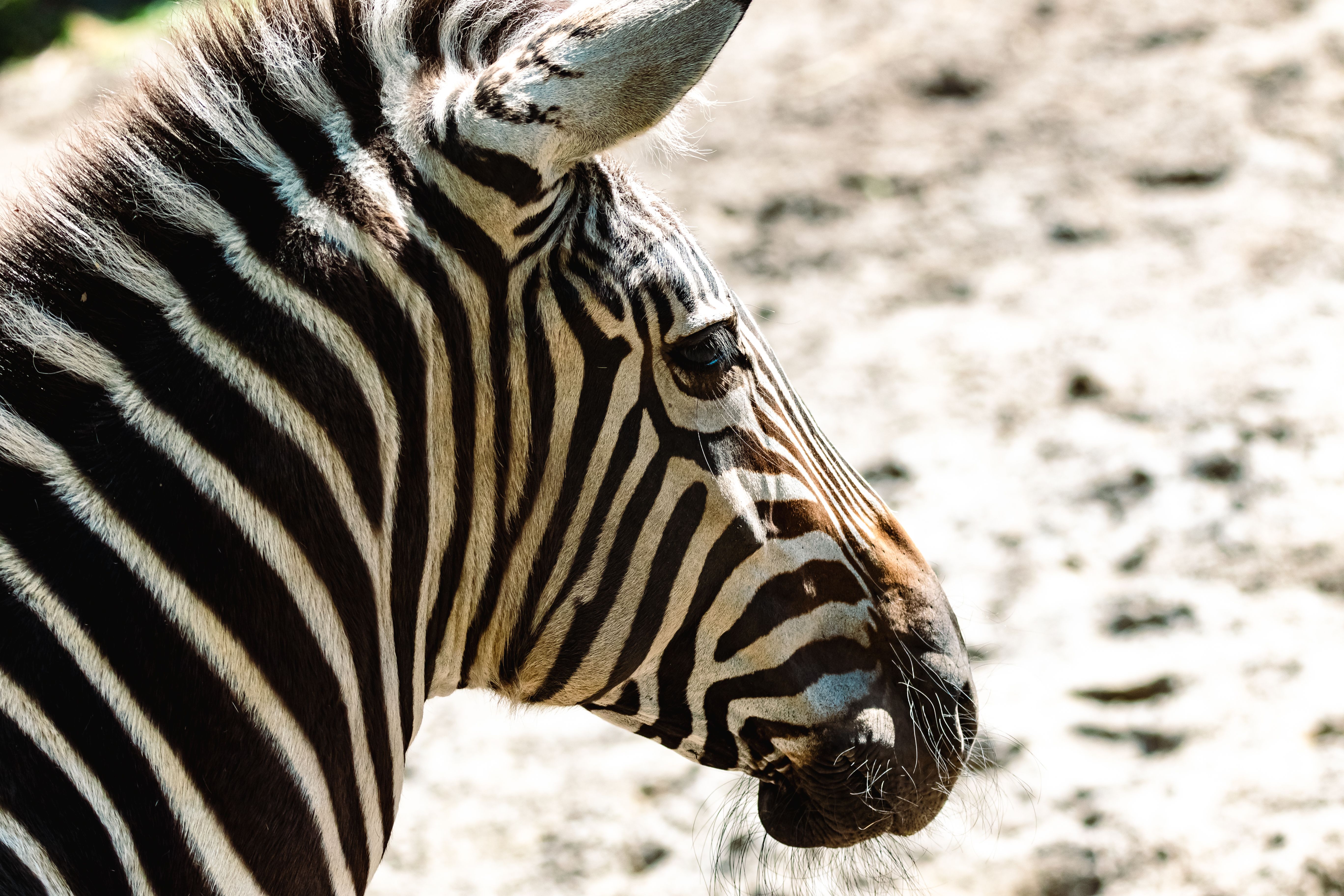 Detailed close-up of a zebra showcasing its distinctive stripes in a sunny outdoor setting.