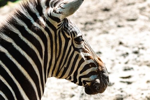 Free Detailed close-up of a zebra showcasing its distinctive stripes in a sunny outdoor setting. Stock Photo