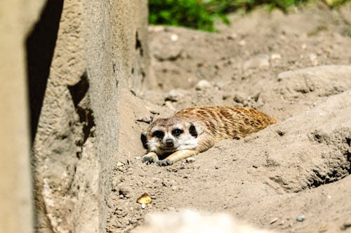 A meerkat is laying in the dirt
