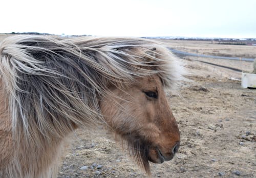 A small horse with a long mane standing in a field