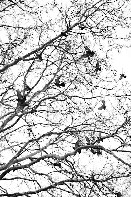 Foto profissional grátis de árvore do outono, câmera analógica, capital