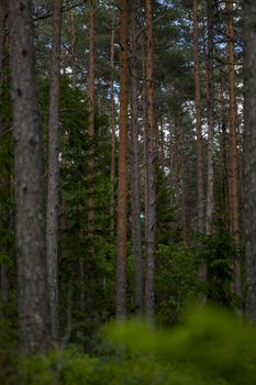 Tall pine trees in a lush green forest with natural sunlight filtering through.