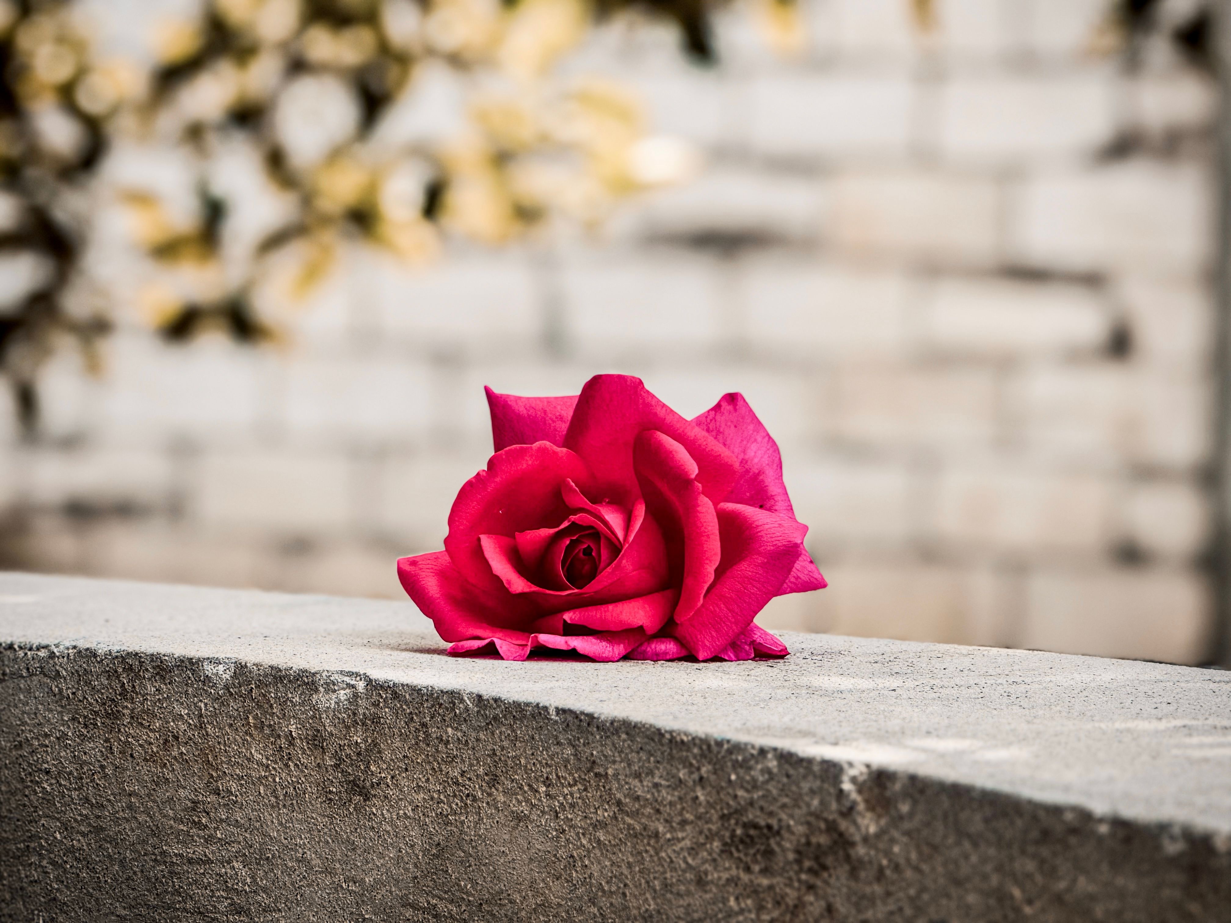 A Rose on a Wall · Free Stock Photo