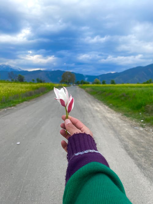 Fotos de stock gratuitas de campos, flor en el pelo, flor que se abre