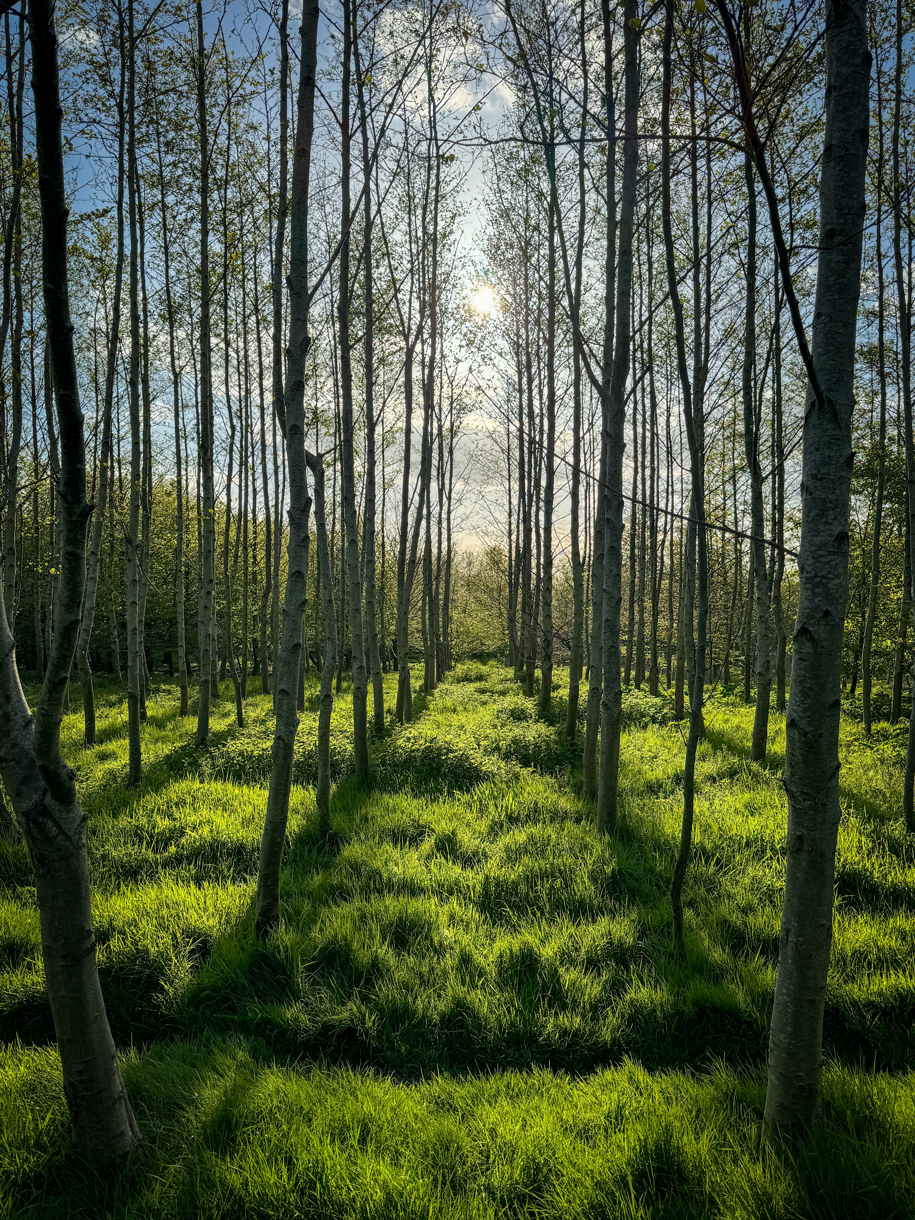 Rows of Trees of a Wooded Forest · Free Stock Photo
