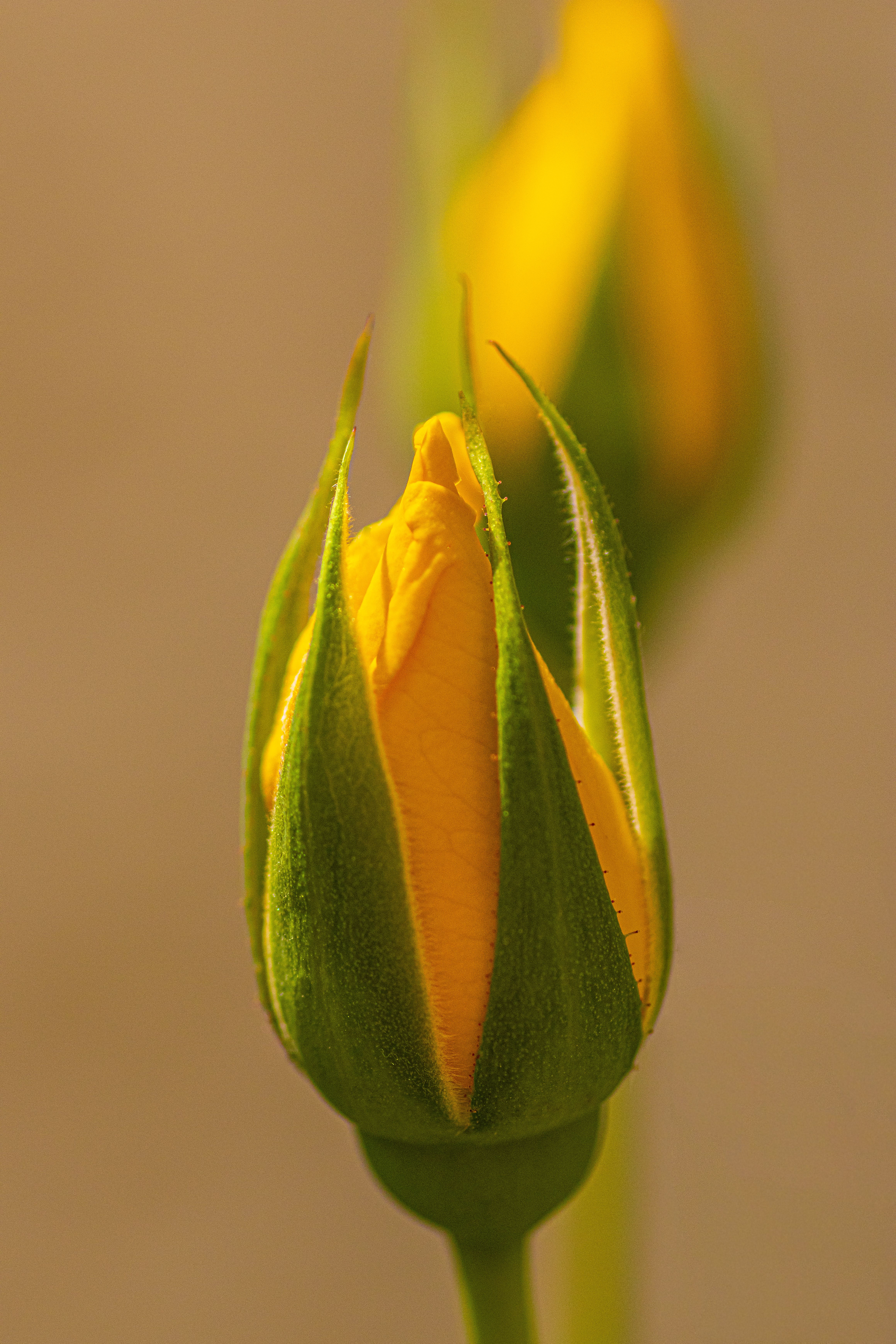 Fotomural Un primer plano detallado de un botón de rosa amarilla en flor en Jaén, Andalucía, España.