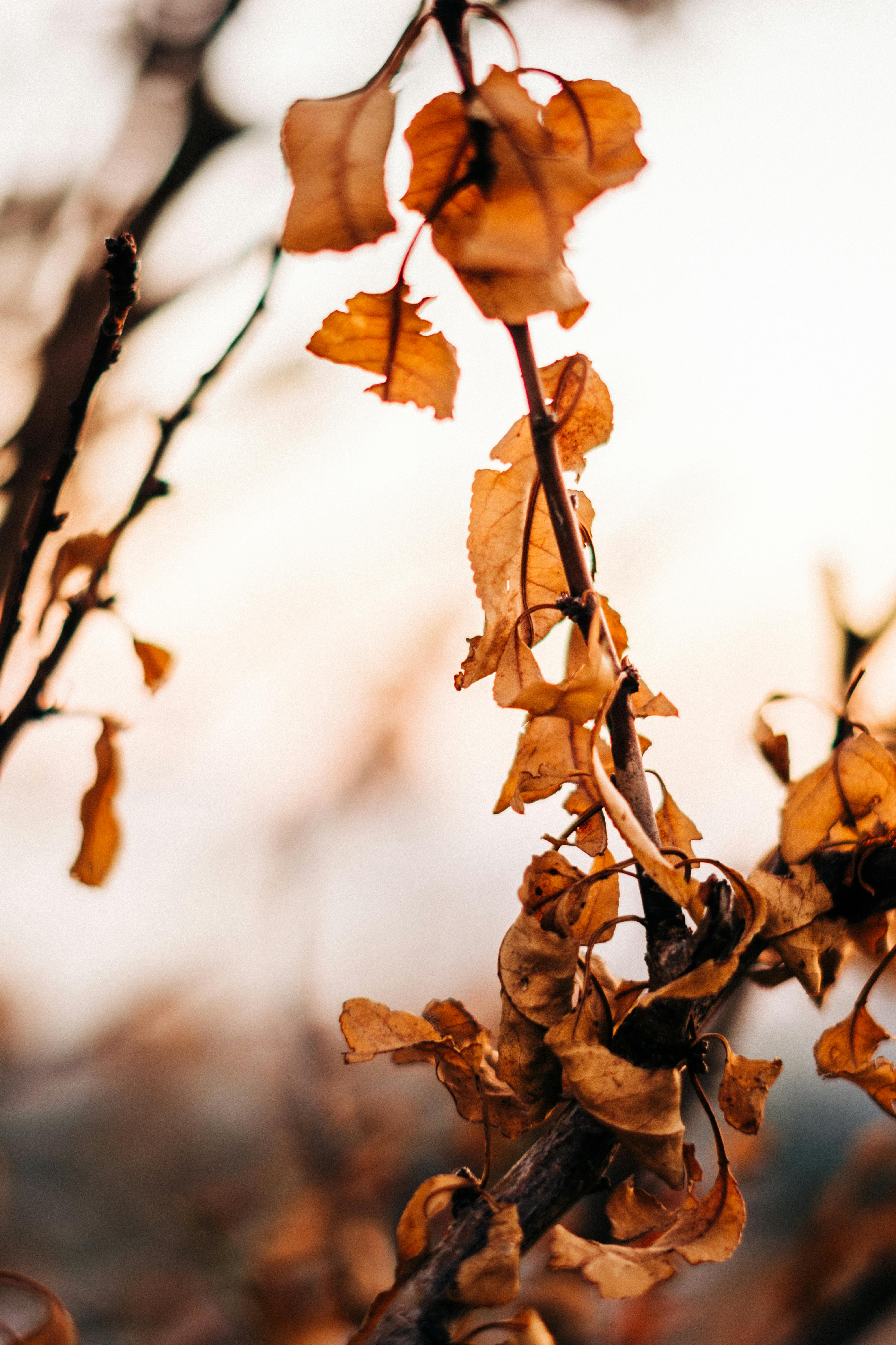 Close up of Autumn Leaves · Free Stock Photo