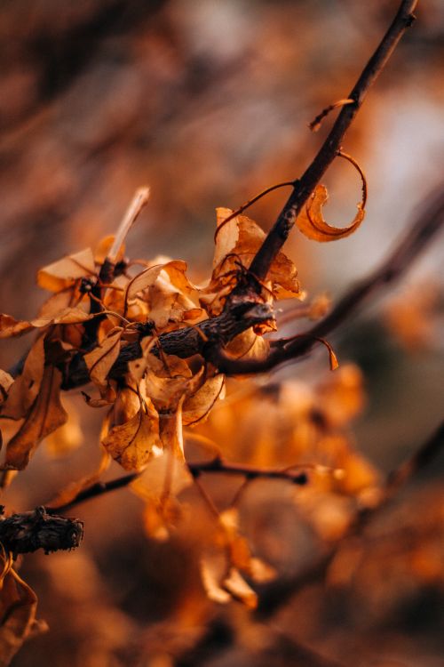 Free Detailed close-up of withered autumn leaves on a twig, highlighting the beauty of fall decay. Stock Photo