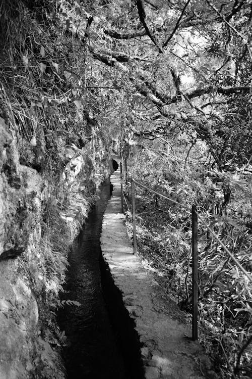 Foto profissional grátis de caminhar, clima tropical, ilha da madeira