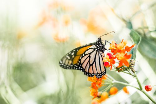 Free Close-up of a monarch butterfly on bright orange flowers, capturing nature's beauty. Stock Photo