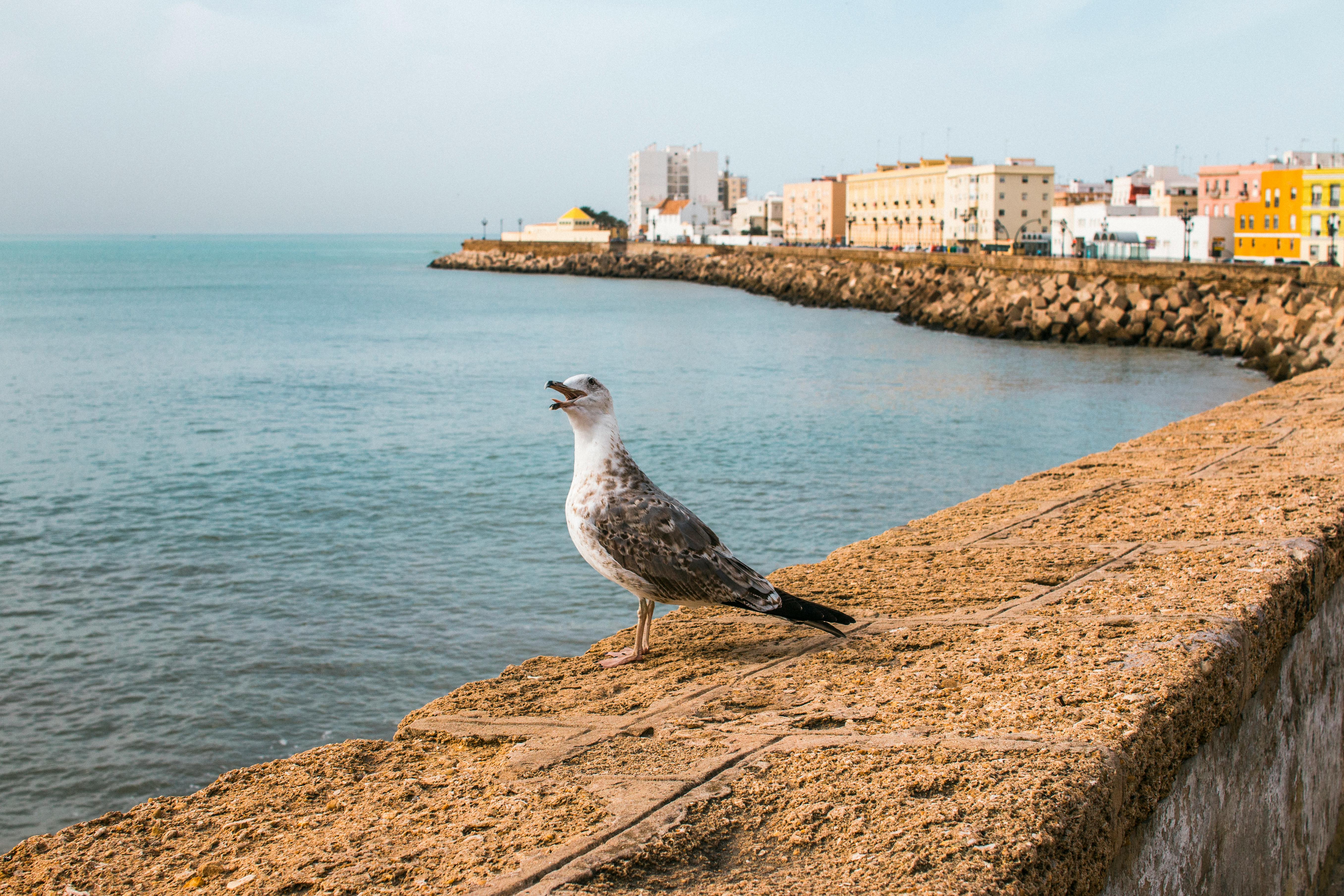 A seagull perches on a seaside wall in Cádiz, Spain with a scenic view of the horizon.