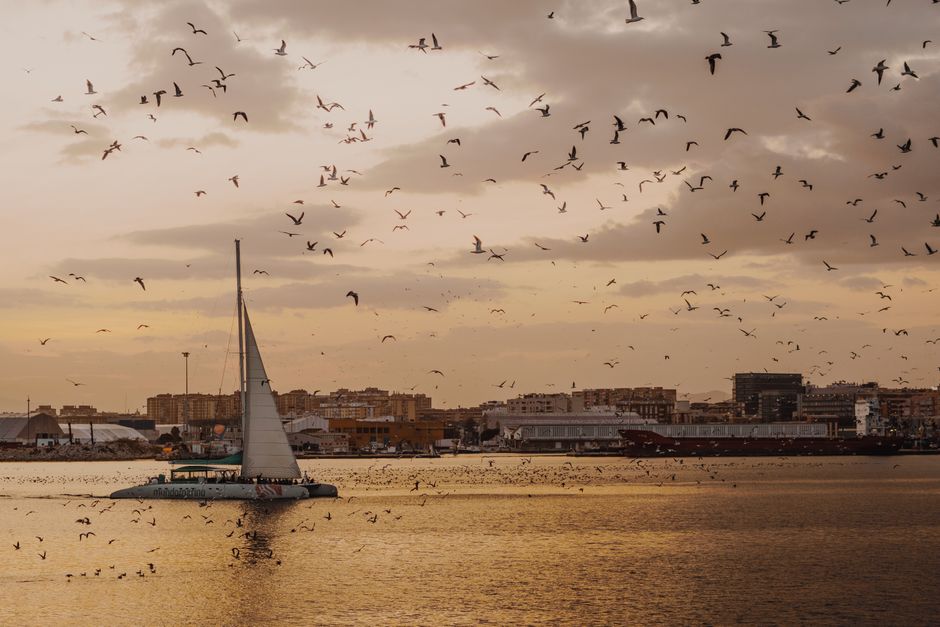 Unbeatable 2 Hour Shared Sailing Tour in Barcelona with Open Bar & Snacks Review: Justin's Complete Guide Review 2026 - Captivating sunset over Málaga harbor featuring flock of birds and a yacht.