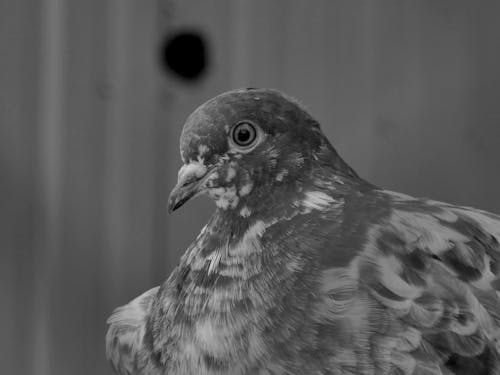 Fotobanka s bezplatnými fotkami na tému čierne a biele pozadie, čierny a biely, divý holub