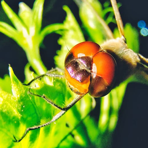 Foto stok gratis capung, foto makro, merapatkan