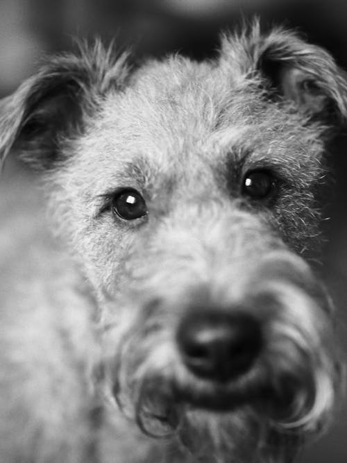 A black and white photo of a dog