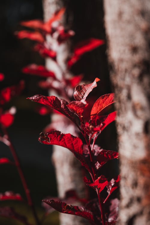 Foto profissional grátis de amante da natureza, árvore do outono