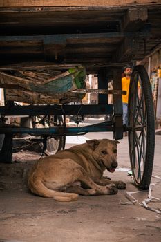 Stray dog resting under a cart on a bustling street in Jalandhar, India.