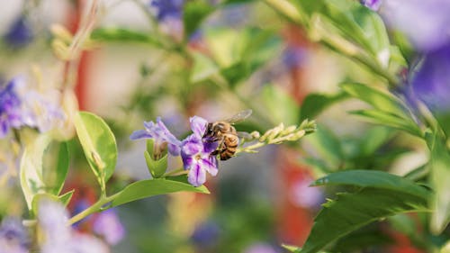 Δωρεάν στοκ φωτογραφιών με μέλι, μέλισσα, μικροσκοπικά λουλούδια