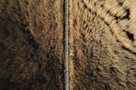 Footbridge Between Reeds