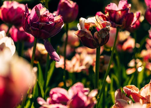 Ingyenes stockfotó berlin, kora reggel, rózsaszín tulipánok témában