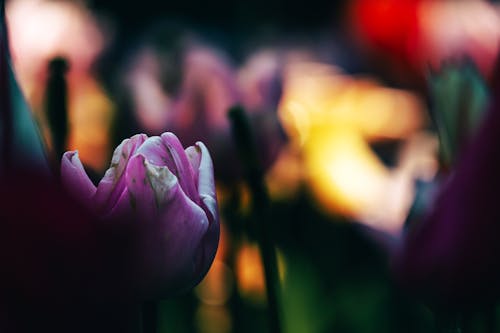 Gratis lagerfoto af blå blomst, pink tulipan, Tulipaner