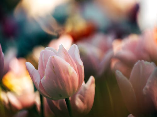 Gratis lagerfoto af pastel, pastelfarver, Tulipaner