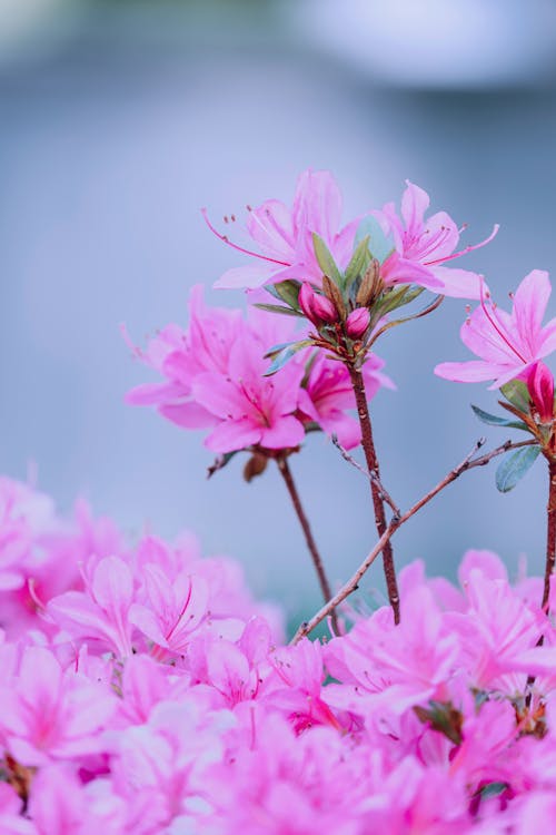 Blühende pinkfarbene Azaleenblumen