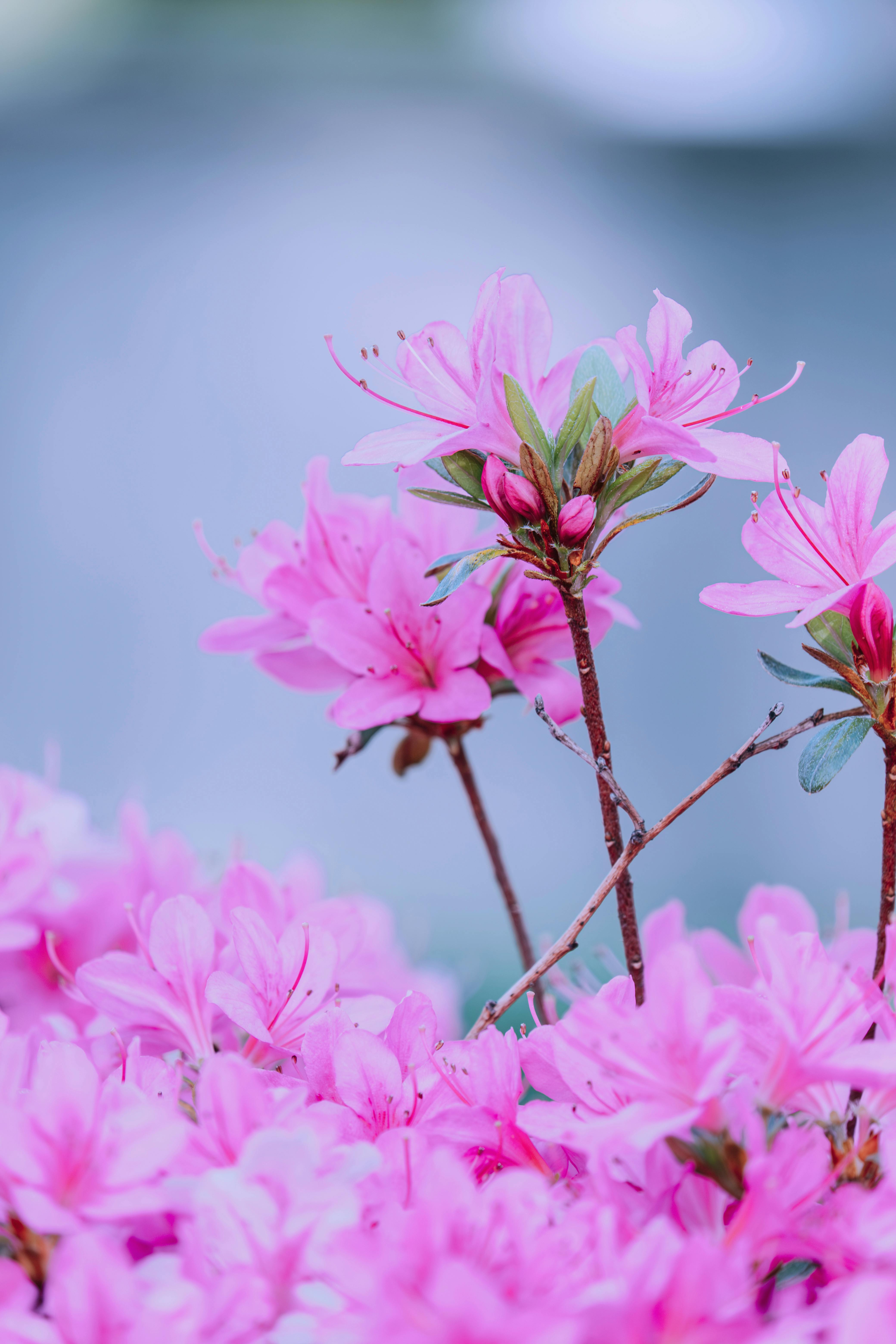 Garden Nature Photos, Download The BEST Free Garden Nature Stock Photos ...