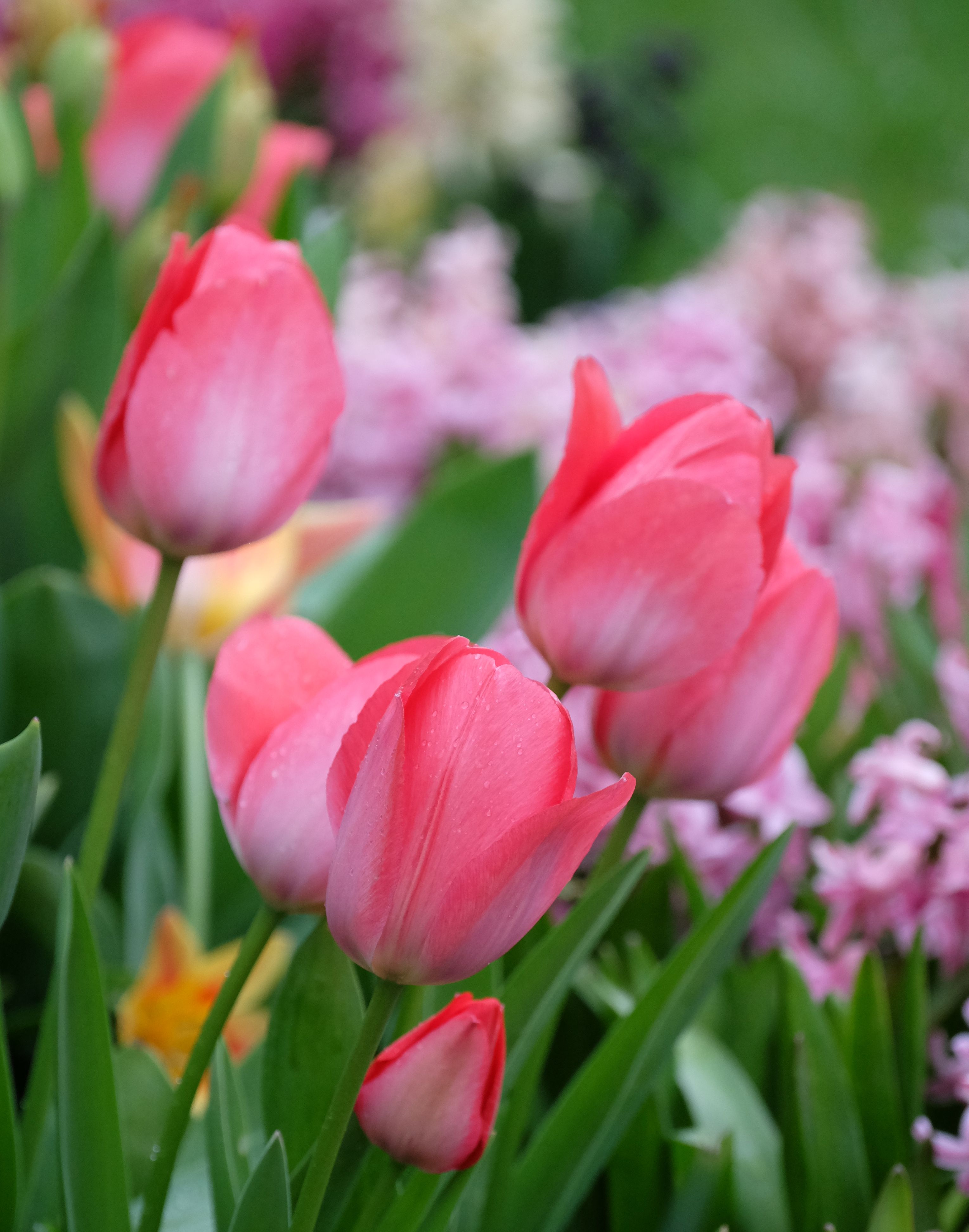 Pink Tulips Wallpaper 4k