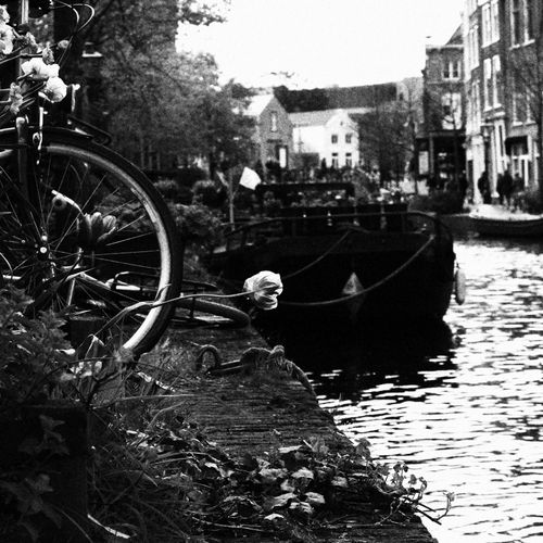 Free Solitary Bloom: A Cycle of Life in Monochrome Stock Photo
