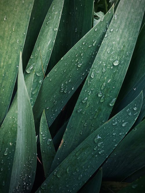 A close up of green leaves with water droplets