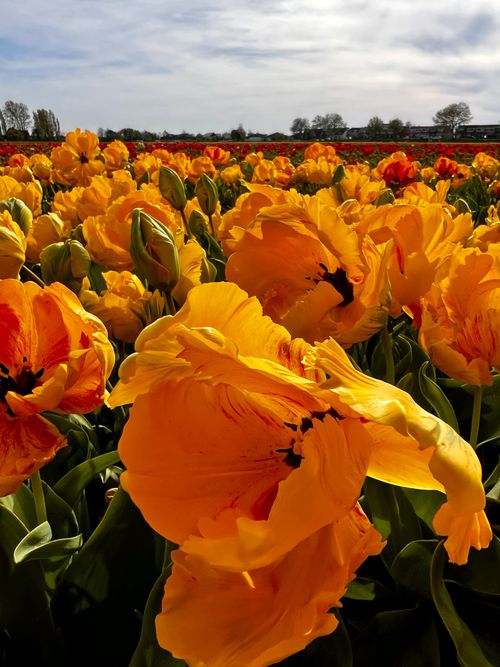Free Radiant Blossoms: Sunlit Tulip Tapestry Stock Photo