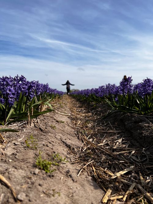 Free Joy Among the Hyacinths: Pathway to Spring Stock Photo
