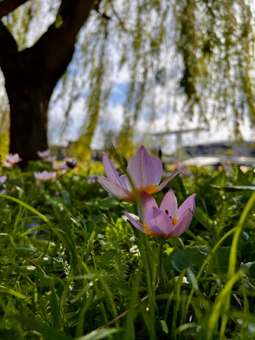Free Whispers of Spring: Delicate Petals and Soft Light Stock Photo
