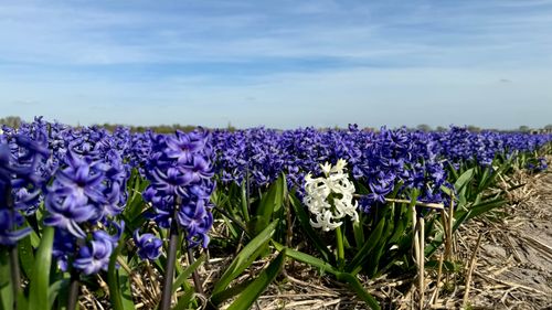 Free Lone White Hyacinth: A Standout in a Purple Sea Stock Photo