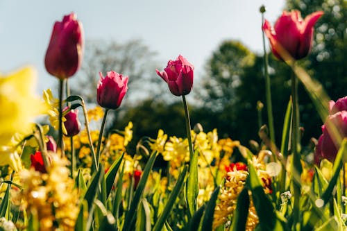 Gratis lagerfoto af forårsblomst, pink tulipaner, tidligt om morgenen