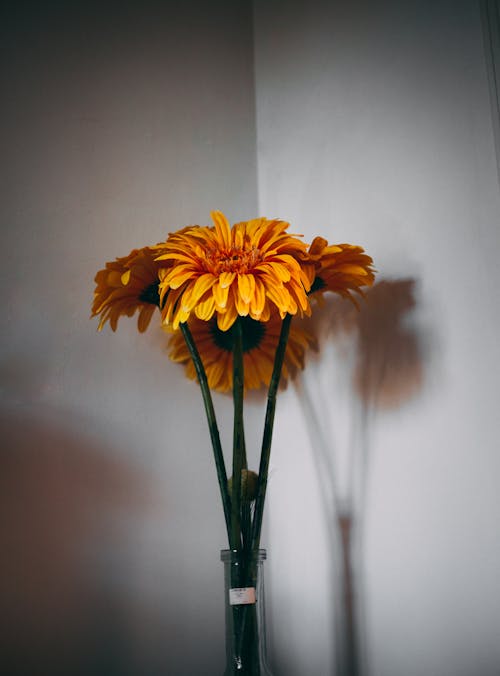 花瓶里的黄色雏菊