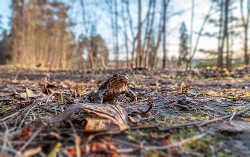 A small frog is sitting on the ground in the woods