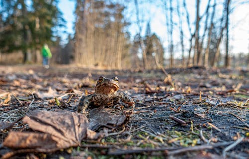A frog is sitting on the ground in the woods