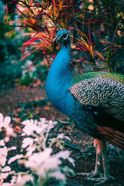 How to make a peacock open feathers