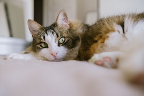 Free A fluffy tabby cat lying indoors with its eyes staring gently, creating a cozy ambiance. Stock Photo