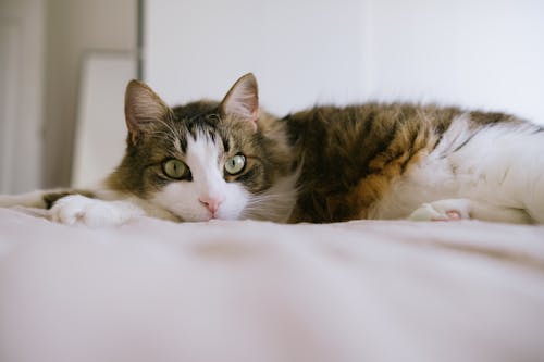 Free Fluffy Cat Lying on the Quilt Stock Photo