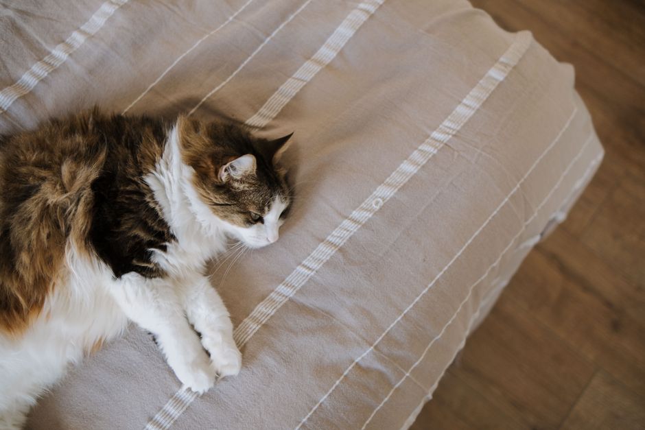 Long-haired calico cat resting on a gray-beige striped cover, seen from above